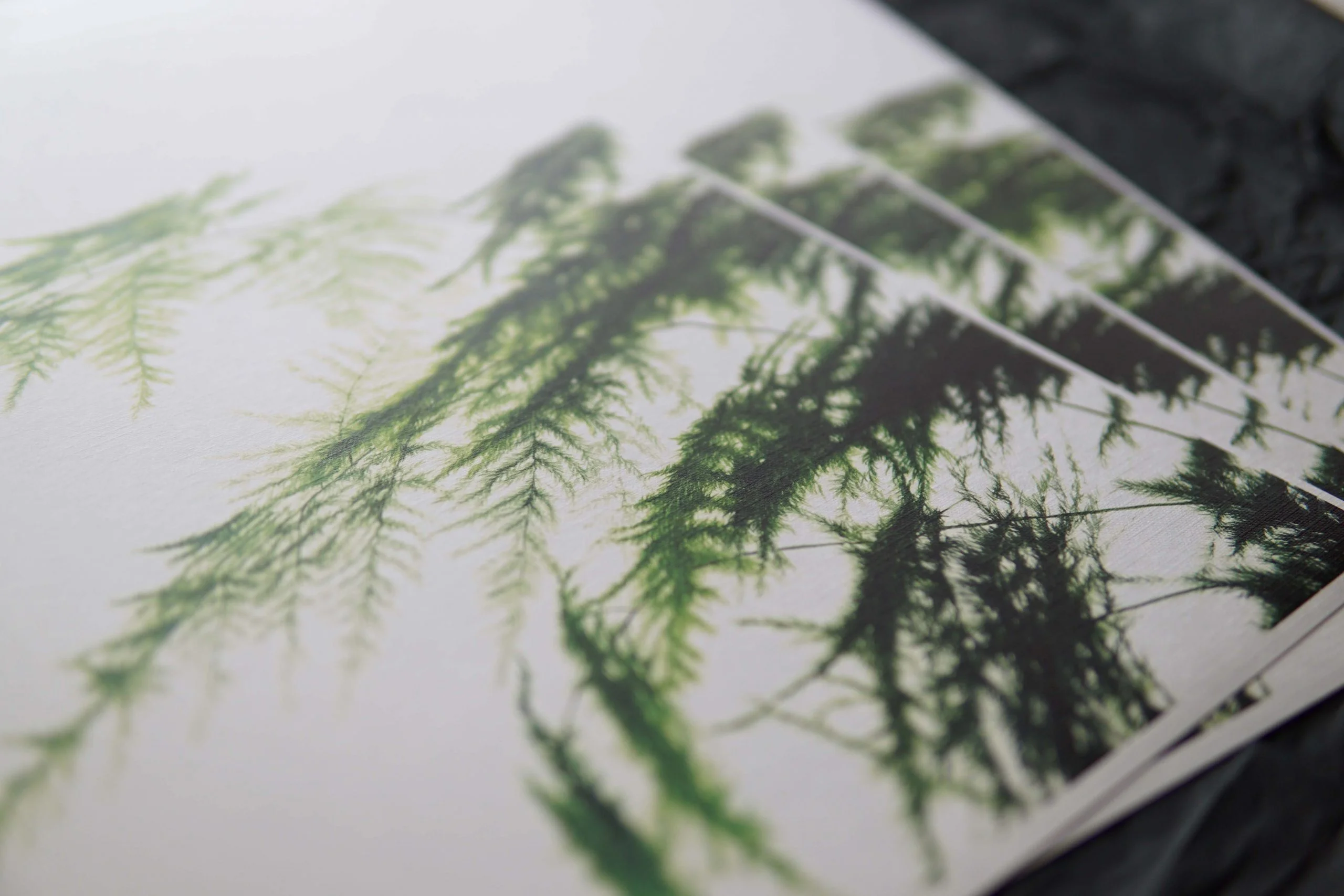 Ieva Kampe-Krumholca Plakāts "ASPARĀGS"