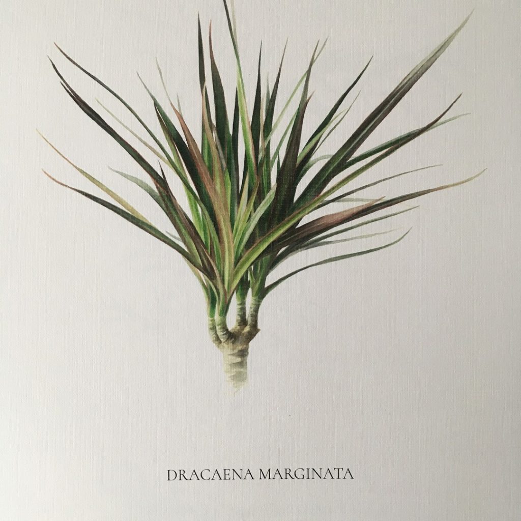Botanical watercolour poster print Dracaena