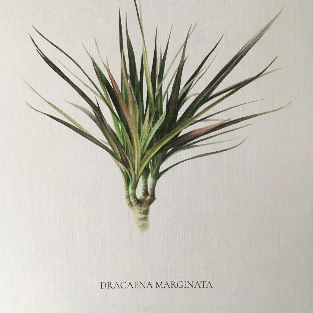 Ieva Kampe-Krumholca Plakāts "Dracēna"