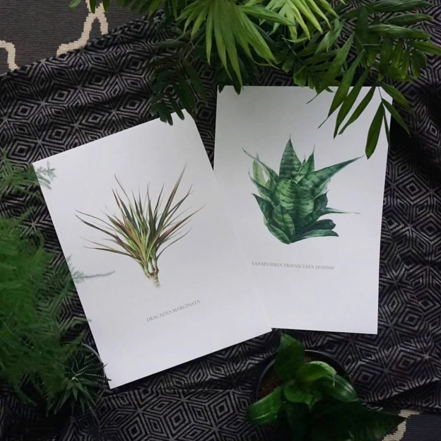 Ieva Kampe-Krumholca Plakāts "Dracēna"