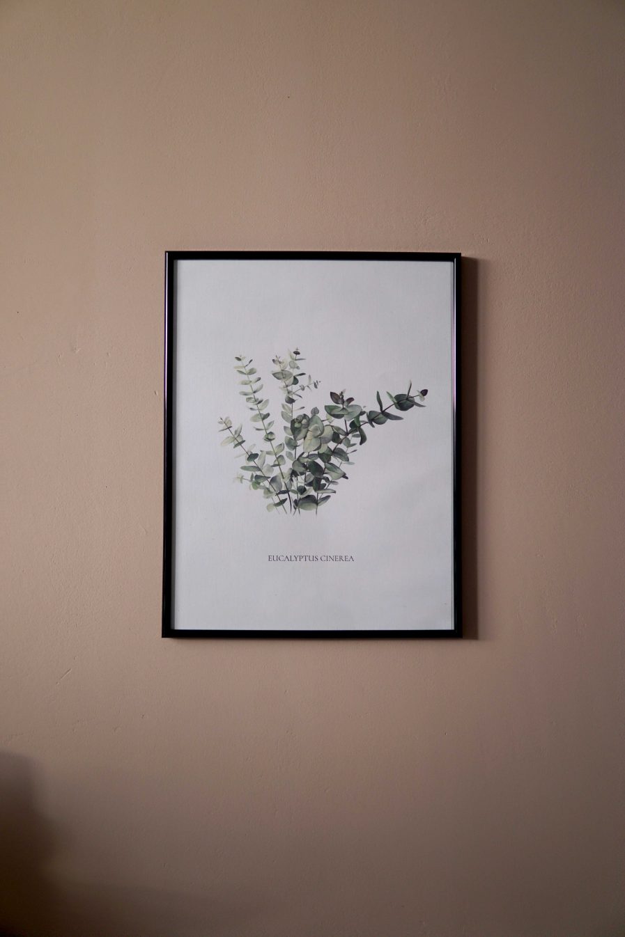 Botanical watercolour poster print Eucalyptus