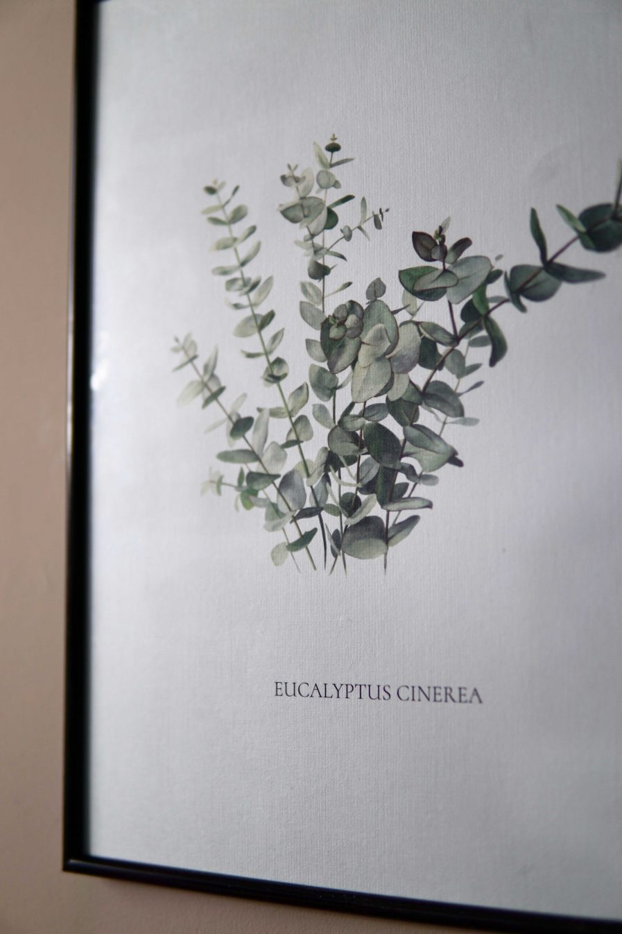 Botanical watercolour poster print Eucalyptus