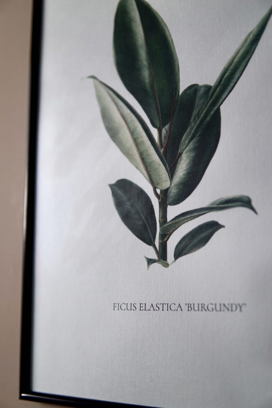 Botanical watercolour poster print Ficus elasica