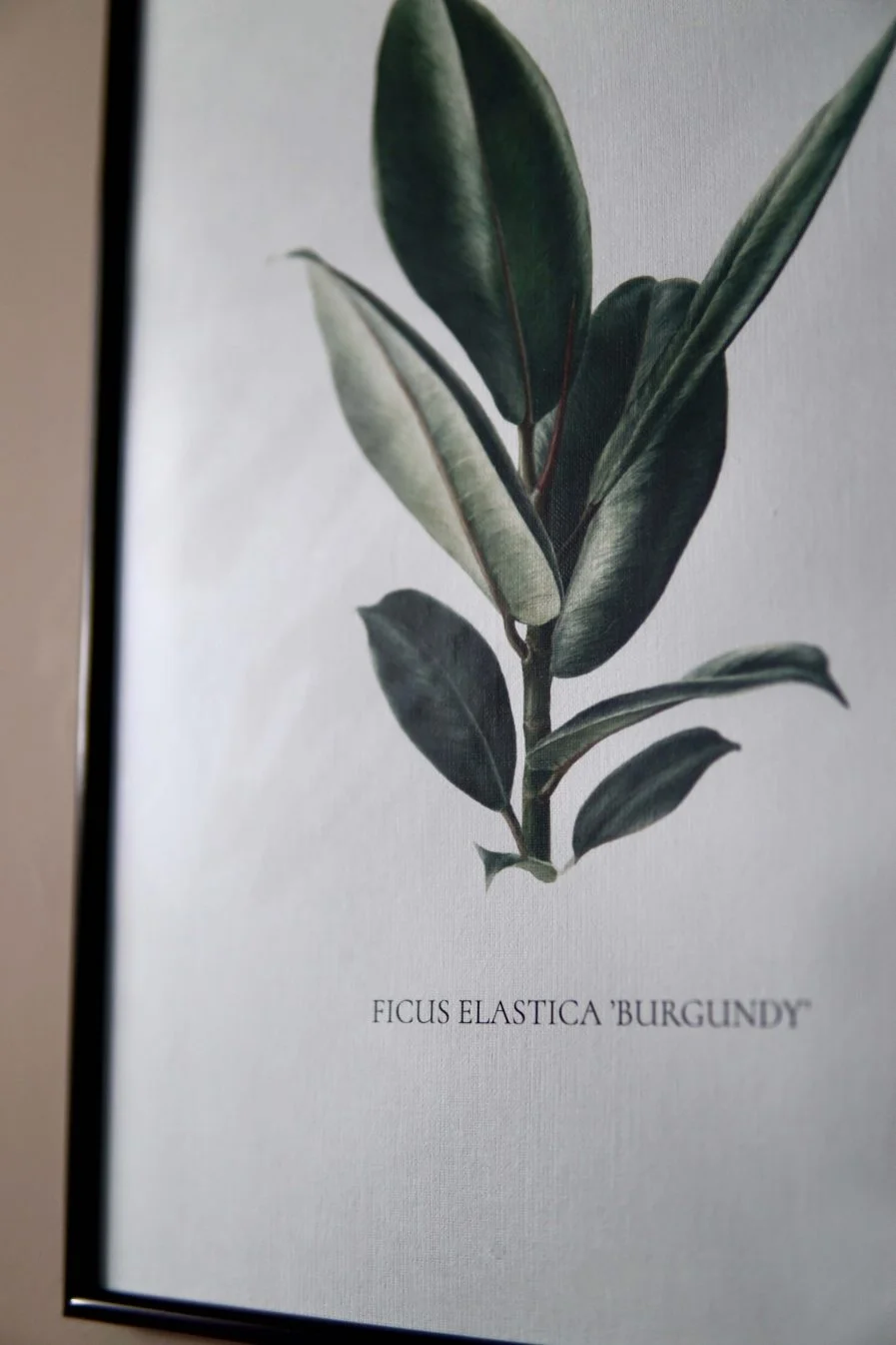 Ieva Kampe-Krumholca Plakāts "Gumijkoks"
