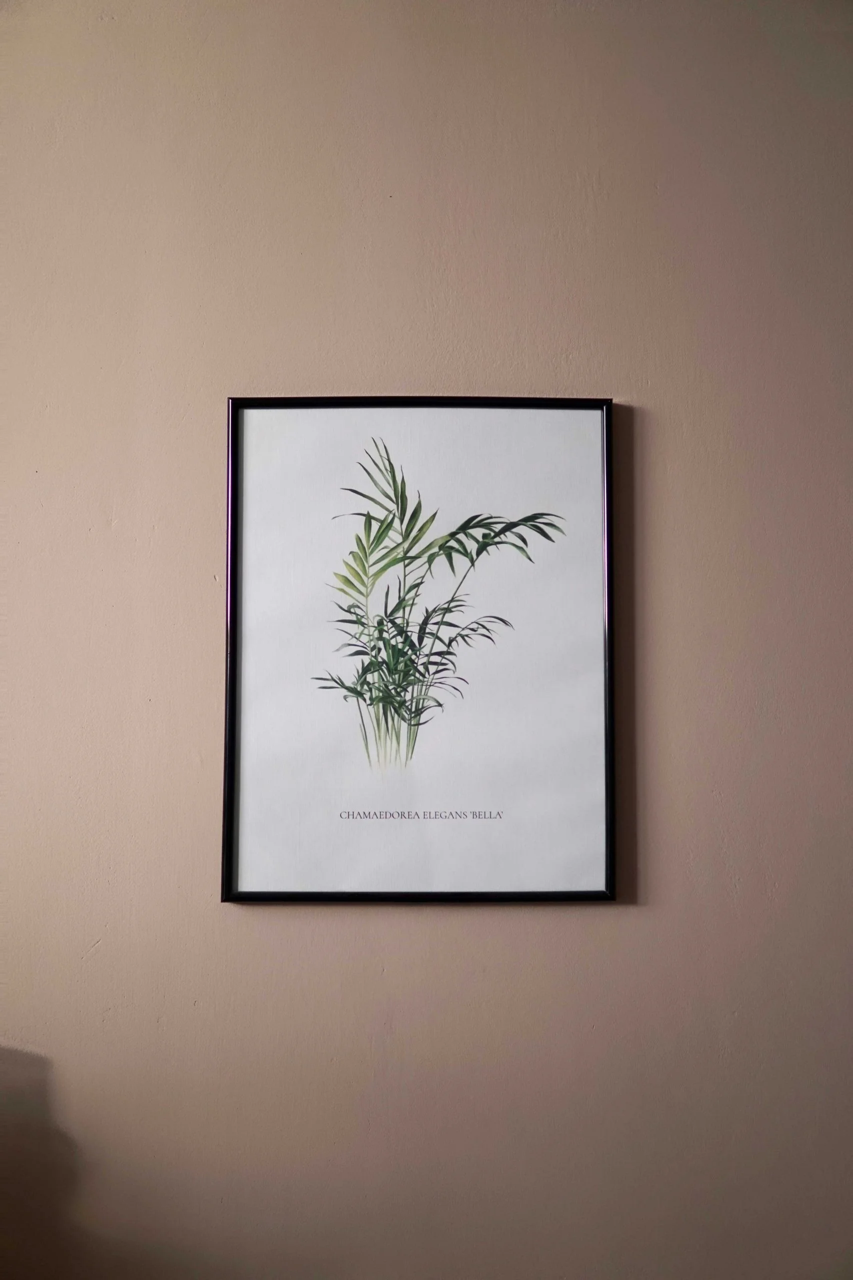 Botanical watercolour poster print Bamboo palm No. 1 Botanical watercolour poster print Bamboo palm No. 1