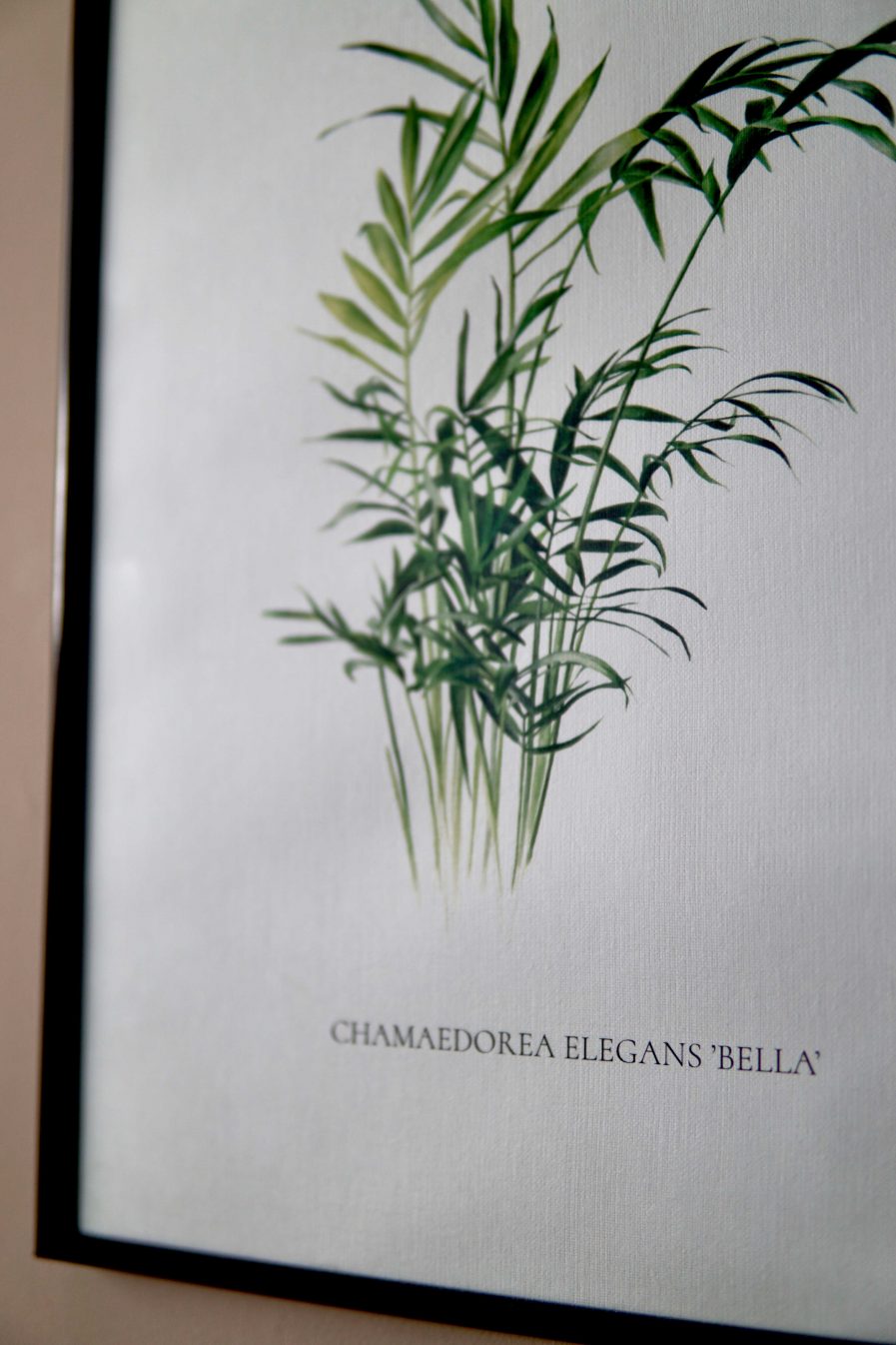 Botanical watercolour poster print Bamboo palm No. 1
