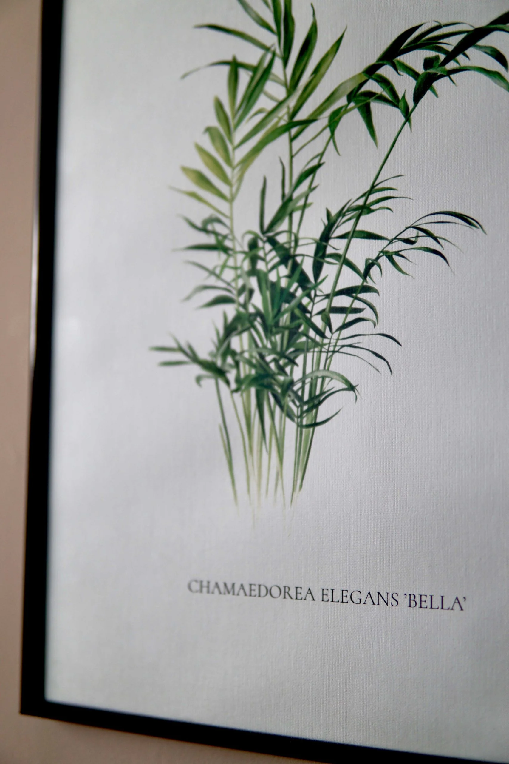 Botanical watercolour poster print Bamboo palm No. 1 Botanical watercolour poster print Bamboo palm No. 1