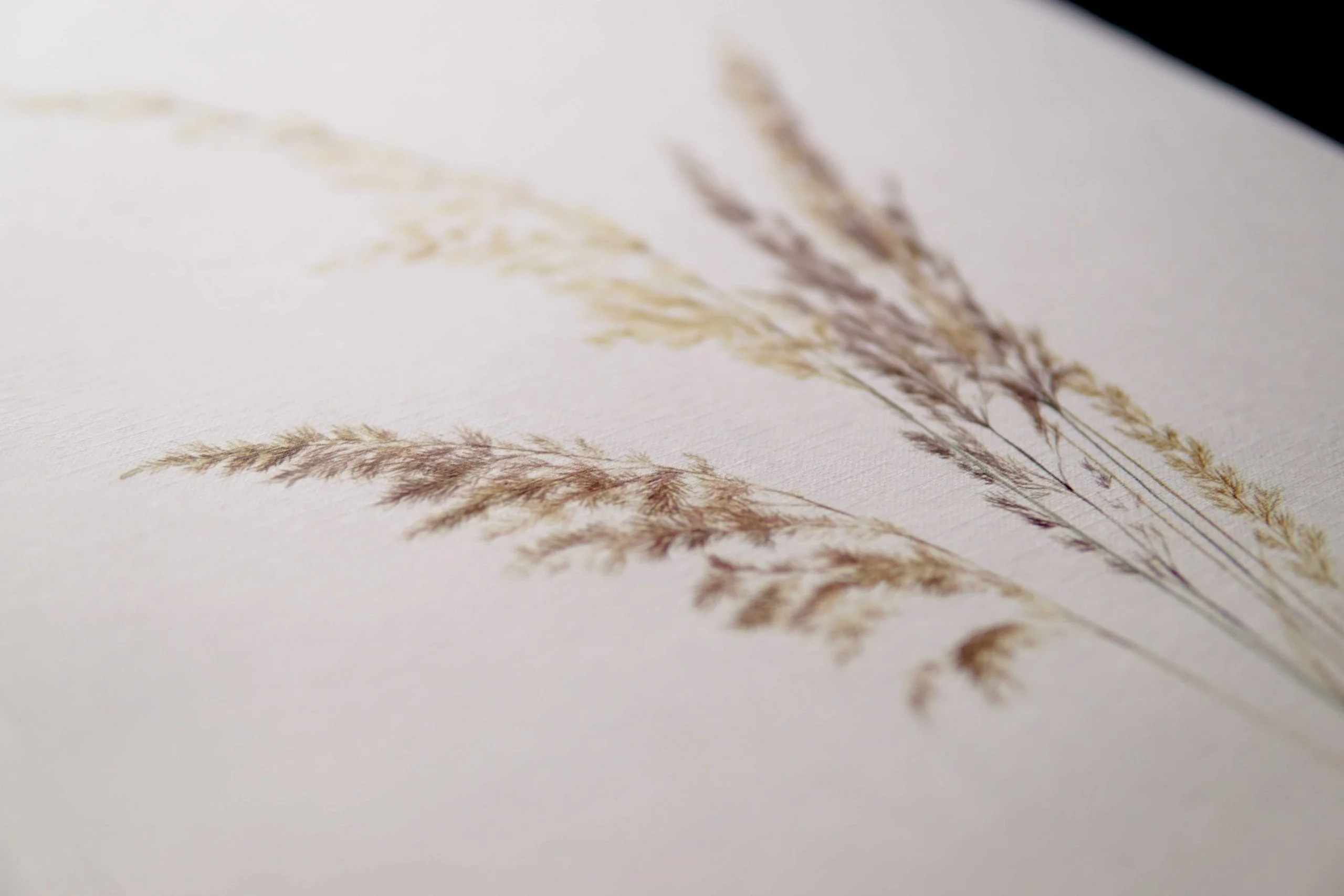 Ieva Kampe-Krumholca Plakāts "Smilgas"