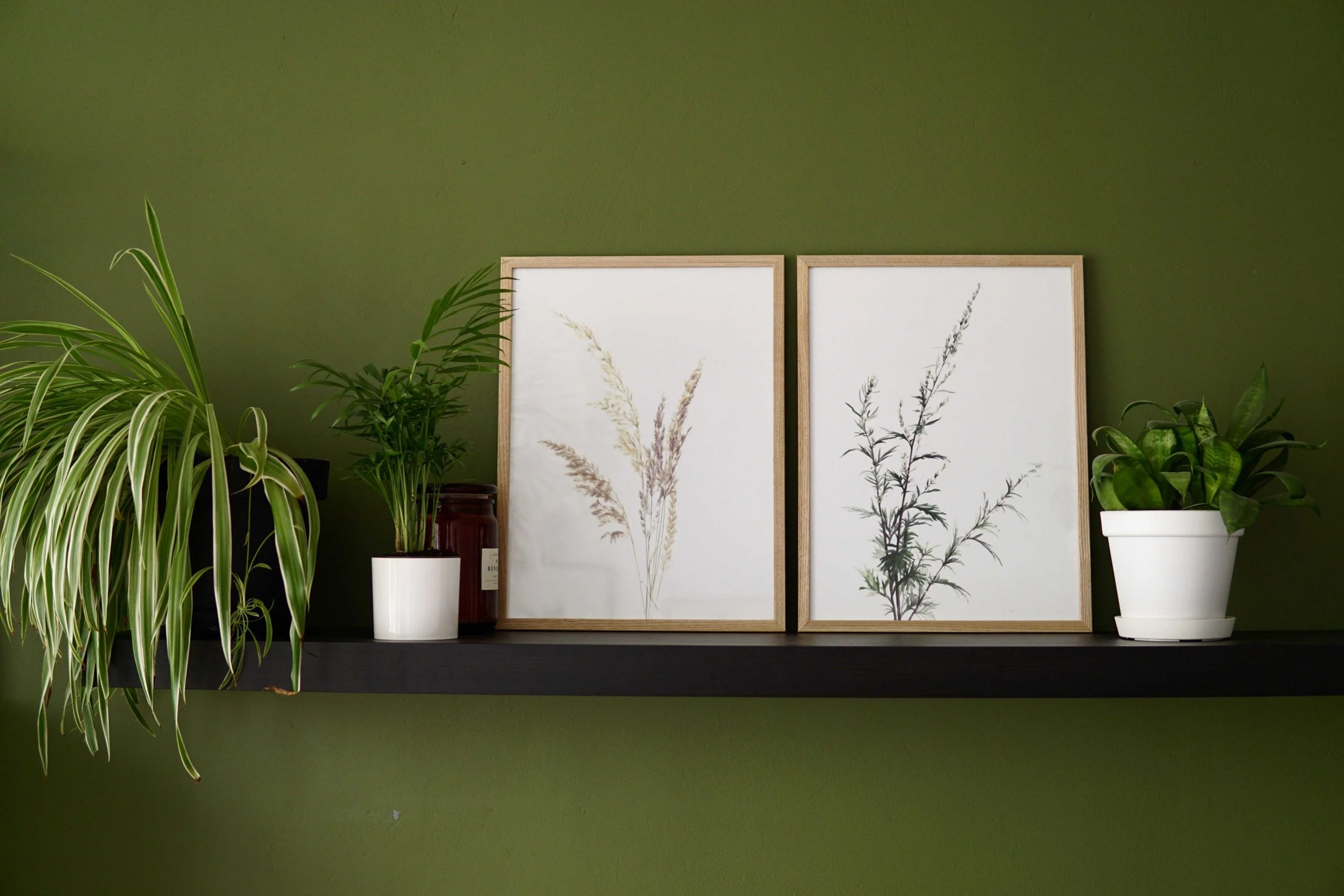 Ieva Kampe-Krumholca Plakāts "Smilgas"