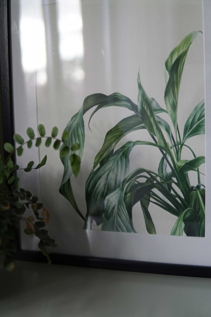 Botanical watercolour poster print Spathiphyllum