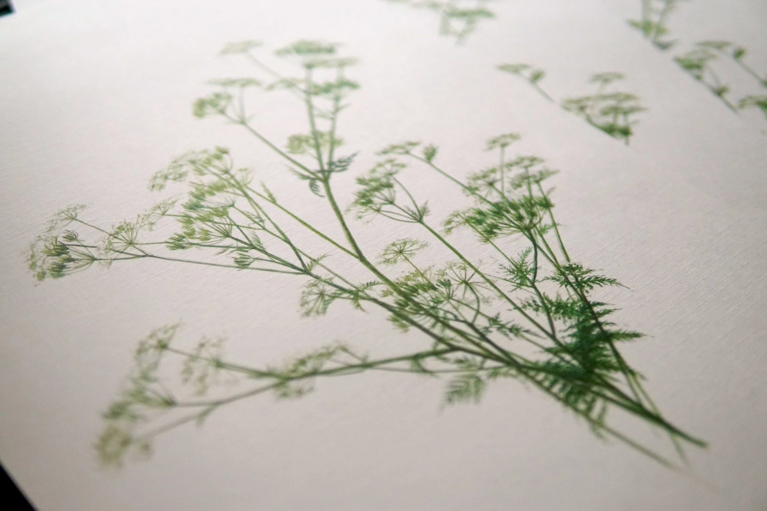 Ieva Kampe-Krumholca Plakāts "Suņuburkšķis" Ieva Kampe-Krumholca Plakāts "Suņuburkšķis"