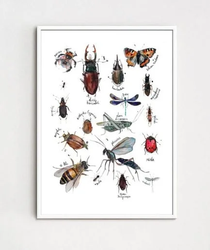 ZANE VELDRE Poster INSECTS