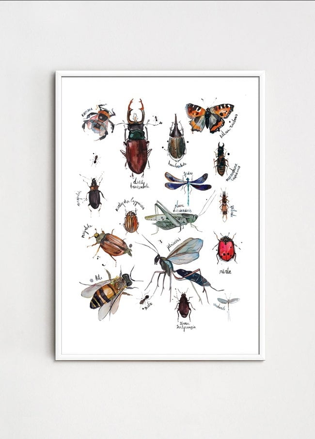ZANE VELDRE Poster INSECTS