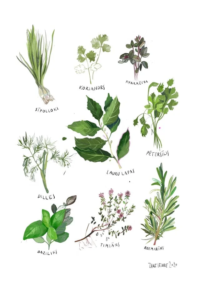 ZANE VELDRE Poster HERBS