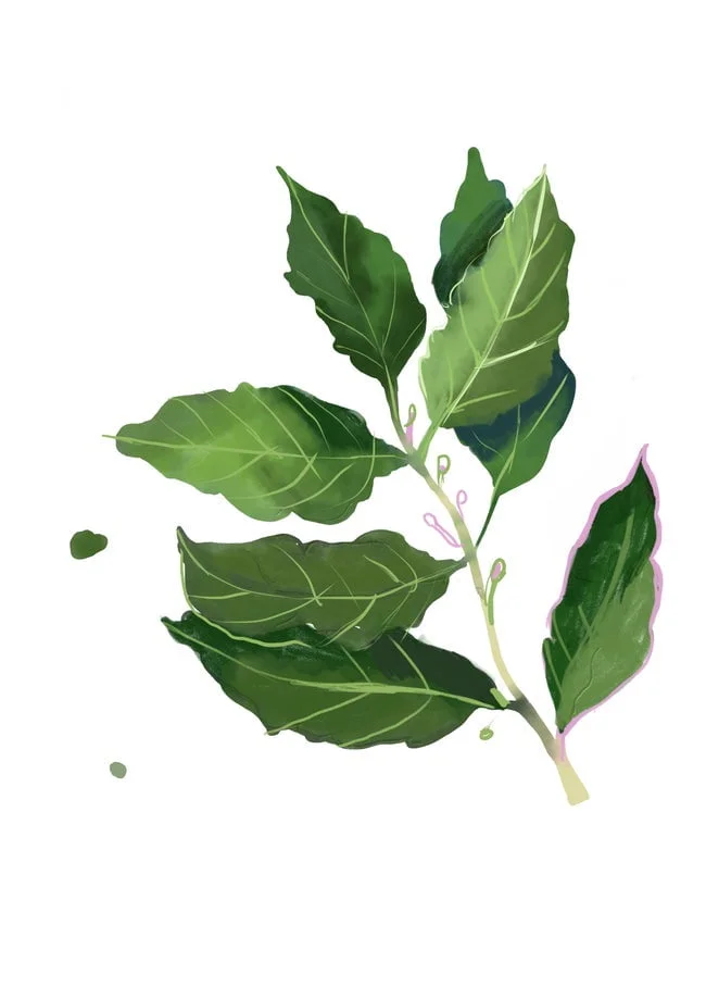 ZANE VELDRE Poster HERBS
