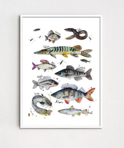 ZANE VELDRE Poster FISH
