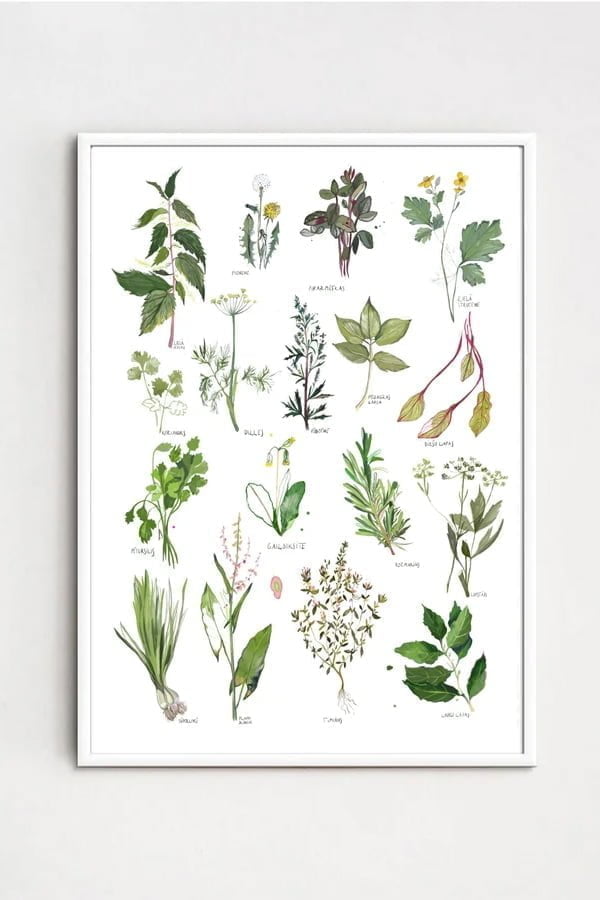 ZANE VELDRE Poster HERBS AND MEADOW PLANTS