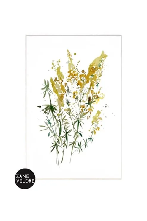 Zane Veldre Postcard