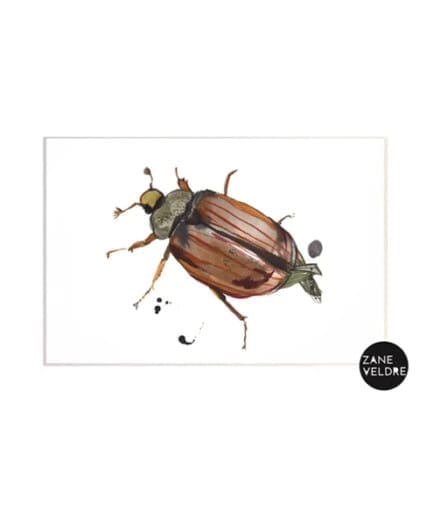 Zane Veldre Postcard | Cockchafer