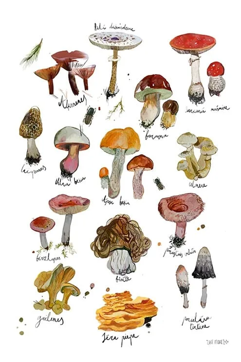 ZANE VELDRE Poster | Mushrooms