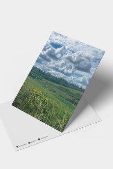 m50 postcard nadina simona van der beek latvia nature meadow landscape cows sumer