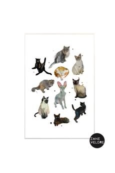 Zane Veldre Postcard CATS